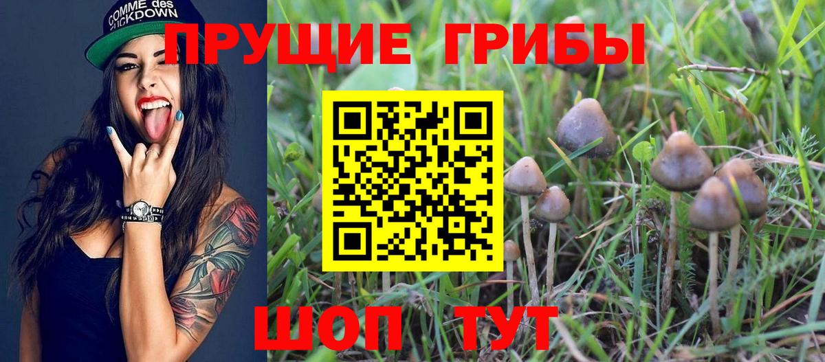 Галлюциногенные грибы Psilocybine cubensis Кумертау